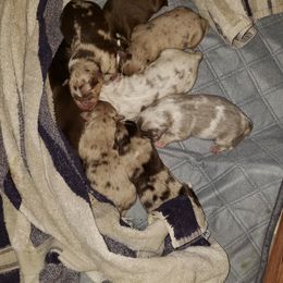 Miniature Australian Shepherd Puppies from Mirarchi Meadow LLC