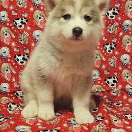 Bo - Wolf sable male Pomsky puppy in Stover, Missouri from Lx2 County Line Pomskies