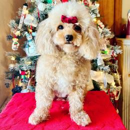 London - Poodle
