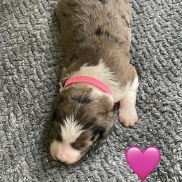 Girl 3 - female Aussiedoodle puppy in Houston, Texas from Waggin’ R Tails