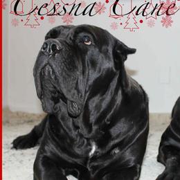 Black Lady - Cane Corso