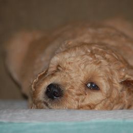 Double Doodle, Goldendoodle, and Poodle Puppies from Top of the Hill Doodles