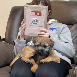 Penelope - Red grizzle female Border Terrier puppy in Coleman, Oklahoma from Cornerstone Border Terriers