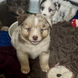 Australian Shepherd, Miniature American Shepherd, Miniature Australian Shepherd, and Toy Australian Shepherd Puppies from HP Aussie Kennels