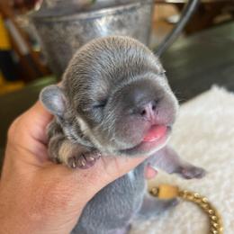 Dopey - Blue fawn male French Bulldog puppy in Rathdrum, Idaho from Smart Pomskies and Frenchies