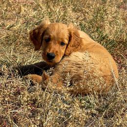 Colby - Golden male Golden Retriever puppy in Wellington, Colorado from High Country Golden Retrievers