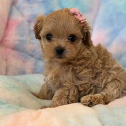 Skye - Champagne female Maltipoo puppy in Newport Beach, California from Exotic City Pomeranians and chihuahuas