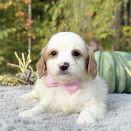 Paisley OFA (Light Pink Ribbon) - Blenheim female Cavapoo puppy in Falmouth, Michigan from Dyer Lake Newfoundland’s