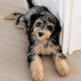 Maple - Blue merle female Sheepadoodle puppy in North Royalton, Ohio from Johnson's Doodles