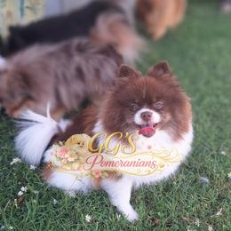 Girl 1 - Chocolate parti female Pomeranian puppy in Oologah, Oklahoma from GG's Pomeranians