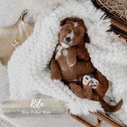 Kiln - Red  male Goldendoodle puppy in Roanoke Rapids, North Carolina from Sweeter than Honey Doodles