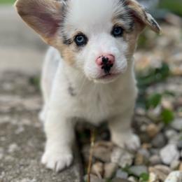 Bloom - Blue merle and white female American Corgi puppy in Brownstown, Indiana from Brave Country Kennels