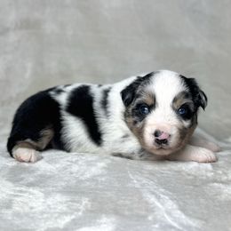 Samuel - Blue merle male Miniature Australian Shepherd puppy in Bedias, Texas from JSK Aussie and Cavaliers
