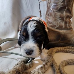 Ash - Black white and tan male English Springer Spaniel puppy in Redding, California from Springer's Journey Spaniels California