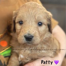 Patty - Apricot female Goldendoodle puppy in Lancaster, Minnesota from North Star Dog Training