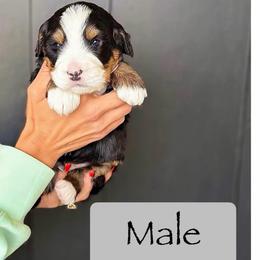 Male 2 - Tri-color male Bernedoodle puppy in Nampa, Idaho from Boise Bernedoodles
