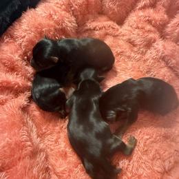Girl 2 - Blue and gold female Yorkshire Terrier puppy in Trinity, Florida from Sassyville Yorkies