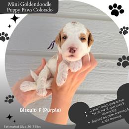 Biscuit - Parti female Goldendoodle puppy in Fort Lupton, Colorado from Puppy Paws Colorado