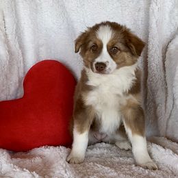 Maple - Red Miniature Australian Shepherd puppy in Bethel Springs, Tennessee from GoodnYoung Farms