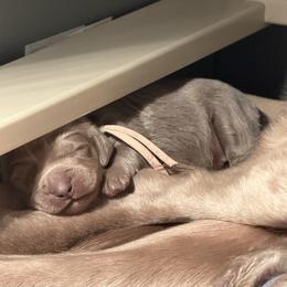 Opalite - female Long Haired Weimaraner puppy in Blanchardville, Wisconsin from Northern Bluegrass Weimaraners