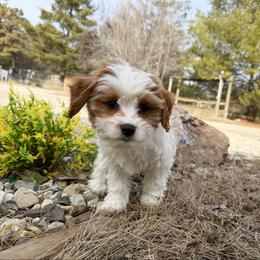 Robin - Blenheim female Cavapoo puppy in Wamego, Kansas from Doodles of Oz