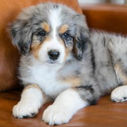 Buttercup - female Australian Mountain Doodle puppy in Lafayette, Missouri from Brick House Farm Doodles
