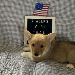 Teal Collar - Red and white Cardigan Welsh Corgi puppy in Coopersville, Michigan from Corgi 4 Christ