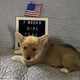 Teal Collar - Red and white Cardigan Welsh Corgi puppy in Coopersville, Michigan from Corgi 4 Christ
