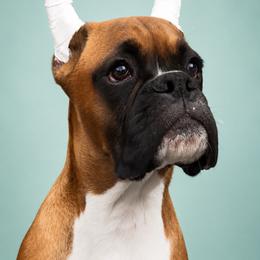 Quill - Fawn male Boxer puppy in Ponce De Leon, Florida from Archangel Boxers