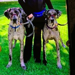 Dachshund and Great Dane All Grown Up from KIAYA BUTLER