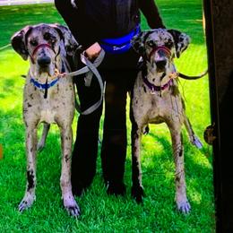 Dachshund and Great Dane All Grown Up from KIAYA BUTLER