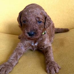Johnny - Red  male Goldendoodle puppy in Spokane, Washington from Goldendoodles on the Prairie