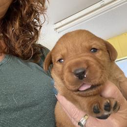 Jack Russell Terrier and Labrador Retriever Puppies from Canine Assist