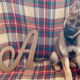 German Shepherd All Grown Up from Angel Oak German Shepherds