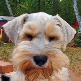 Tim - Miniature Schnauzer