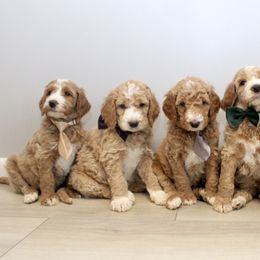 Goldendoodle Puppies from Doodles Pups of NY