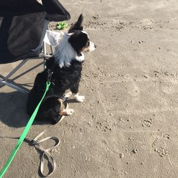 Toy Australian Shepherd All Grown Up from The Ranch of the Sun Toy Aussies