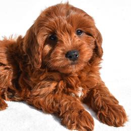 Tommy - Red male Cavapoo puppy in Temecula, California from Designer Doodles