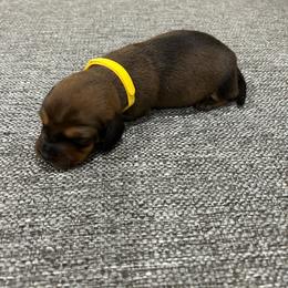 Girl 5 - Sable female Dachshund puppy in Miami, Florida from Marble Dachshunds