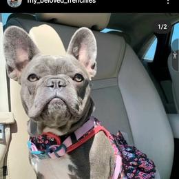 Stormi - French Bulldog