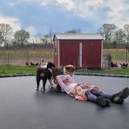 Collie Puppies from Voneida Collies