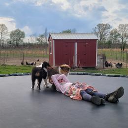 Collie Puppies from Voneida Collies