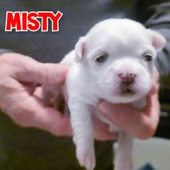 Misty - White female Mal-Shi puppy in Belleville, Michigan from Michigan Maltese Puppies