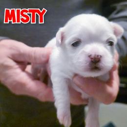 Misty - White female Mal-Shi puppy in Belleville, Michigan from Michigan Maltese Puppies