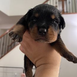 Rottweiler Puppies from GrowlHausRotts