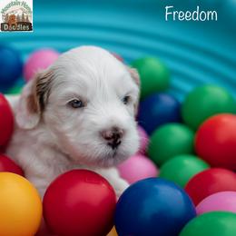 Freedom - Apricot male Australian Labradoodle puppy in Cashmere, Washington from Mountain Home Doodles
