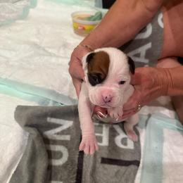 Boy 8 - purple - White male Boxer puppy in Nashville, Tennessee from Best Friends
