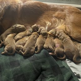 Girl 1 - Golden Retriever puppy from Red Ridge Retrievers