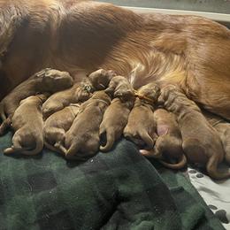 Girl 1 - Golden Retriever puppy from Red Ridge Retrievers