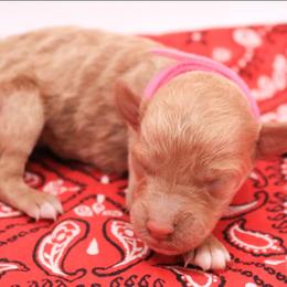 Pink - Apricot female Labradoodle puppy in Lexington Park, Maryland from SUNNY SIDE DOODLES